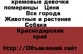 кремовые девочки померанцы › Цена ­ 30 000 - Все города Животные и растения » Собаки   . Краснодарский край